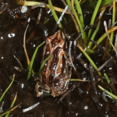 Crinia signifera at Thredbo, NSW - 21 Feb 2022 10:05 AM