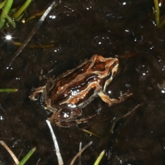 Crinia signifera at Thredbo, NSW - 21 Feb 2022