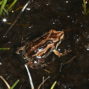 Crinia signifera at Thredbo, NSW - 21 Feb 2022 10:05 AM