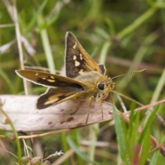 Trapezites luteus (Yellow Ochre, Rare White-spot Skipper) at Fadden, ACT - 22 Feb 2022 by RAllen