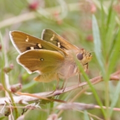 Trapezites luteus at Fadden, ACT - 22 Feb 2022 12:30 PM