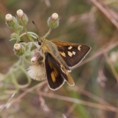 Trapezites luteus (Yellow Ochre, Rare White-spot Skipper) at Wanniassa Hill - 22 Feb 2022 by RAllen