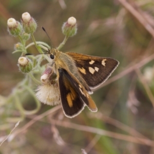 Trapezites luteus at Fadden, ACT - 22 Feb 2022