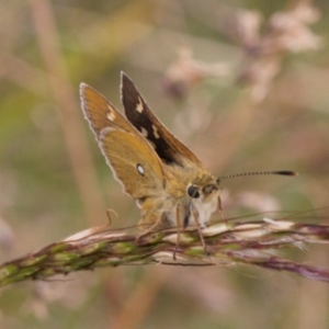 Trapezites luteus at Fadden, ACT - 22 Feb 2022