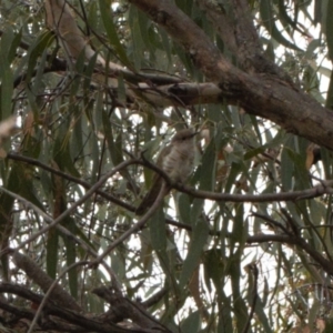 Chrysococcyx lucidus at Fadden, ACT - 22 Feb 2022