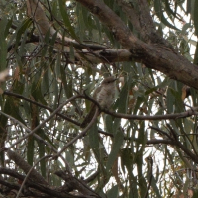 Chrysococcyx lucidus (Shining Bronze-Cuckoo) at Wanniassa Hill - 22 Feb 2022 by RAllen