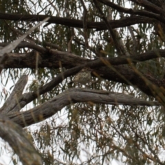 Pyrrholaemus sagittatus (Speckled Warbler) at Fadden, ACT - 22 Feb 2022 by RAllen