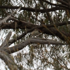 Pyrrholaemus sagittatus (Speckled Warbler) at Fadden, ACT - 22 Feb 2022 by RAllen