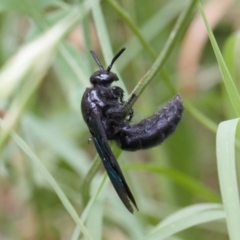 Austroscolia soror (Blue Flower Wasp) at Macarthur, ACT - 22 Feb 2022 by RAllen