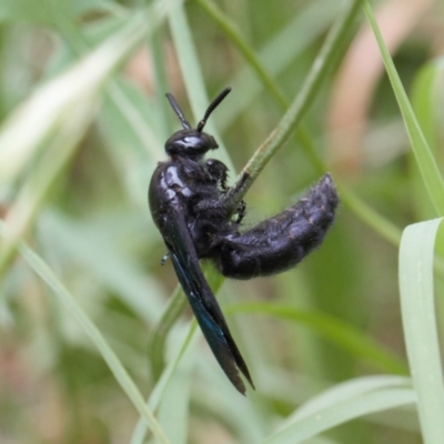 Austroscolia soror (Blue Flower Wasp) at Macarthur, ACT - 22 Feb 2022 by RAllen