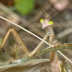 Unidentified Praying mantis (Mantodea) at Fadden, ACT - 22 Feb 2022 by RAllen