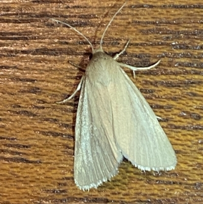 Heliocheilus (genus) (Heliothine moths) at QPRC LGA - 22 Feb 2022 by Steve_Bok