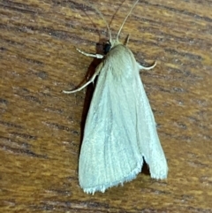 Heliocheilus (genus) at Jerrabomberra, NSW - 22 Feb 2022