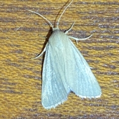 Heliocheilus (genus) at Jerrabomberra, NSW - suppressed