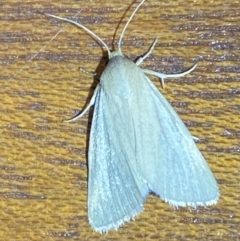 Heliocheilus (genus) at Jerrabomberra, NSW - suppressed