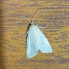 Heliocheilus (genus) at Jerrabomberra, NSW - suppressed