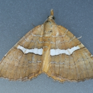 Chrysolarentia leucozona at Thredbo, NSW - 20 Feb 2022