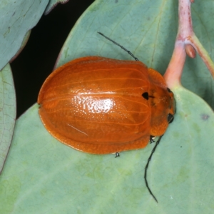 Paropsis augusta at Thredbo, NSW - 21 Feb 2022