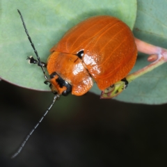 Paropsis augusta at Thredbo, NSW - 21 Feb 2022