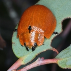 Paropsis augusta at Thredbo, NSW - 21 Feb 2022