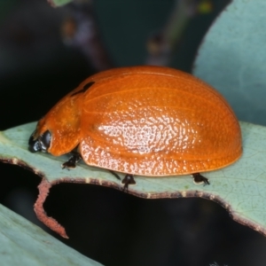 Paropsis augusta at Thredbo, NSW - 21 Feb 2022