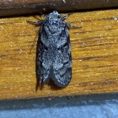 Philobota philostaura (A Concealer moth (Philobota group)) at Jerrabomberra, NSW - 22 Feb 2022 by SteveBorkowskis