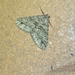 Lipogya eutheta (Grey Bark Moth) at Jerrabomberra, NSW - 22 Feb 2022 by Steve_Bok