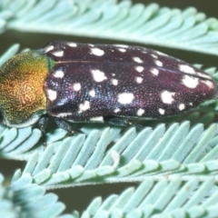 Diphucrania leucosticta (White-flecked acacia jewel beetle) at Lower Cotter Catchment - 22 Feb 2022 by Harrisi
