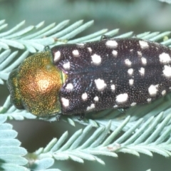 Diphucrania leucosticta at Coree, ACT - 22 Feb 2022