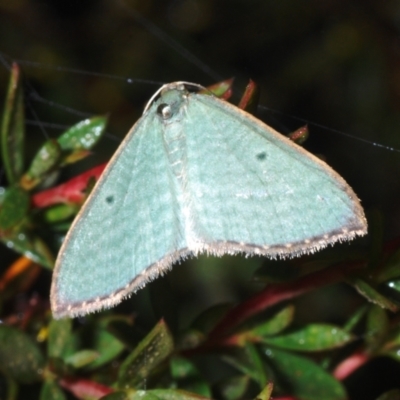 Poecilasthena balioloma (Stitched Delicate) at Cotter River, ACT - 22 Feb 2022 by Harrisi