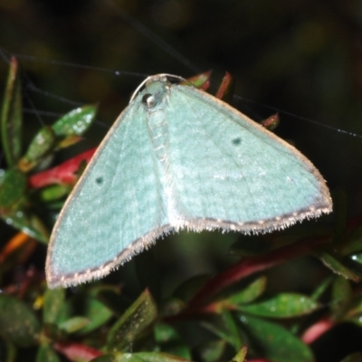 Poecilasthena balioloma (Stitched Delicate) at Namadgi National Park - 21 Feb 2022 by Harrisi