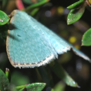 Poecilasthena balioloma at Cotter River, ACT - 22 Feb 2022