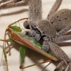 Isopeda (genus) (Huntsman Spider) at Evatt, ACT - 22 Feb 2022 by TimL