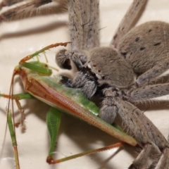 Isopeda sp. (genus) (Huntsman Spider) at Evatt, ACT - 22 Feb 2022 by TimL