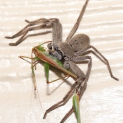 Isopeda sp. (genus) at Evatt, ACT - 22 Feb 2022