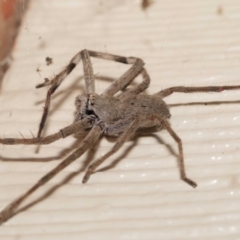 Isopeda sp. (genus) at Evatt, ACT - 22 Feb 2022