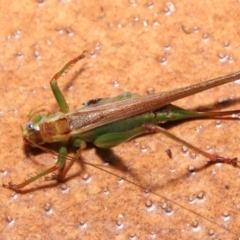 Isopeda sp. (genus) at Evatt, ACT - 22 Feb 2022