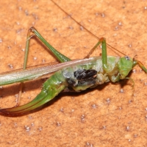 Isopeda sp. (genus) at Evatt, ACT - 22 Feb 2022