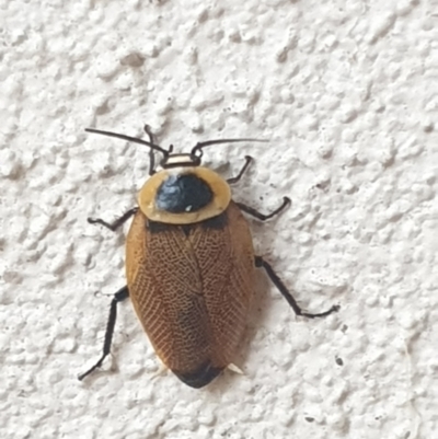 Ellipsidion australe (Austral Ellipsidion cockroach) at Turner, ACT - 23 Feb 2022 by LD12