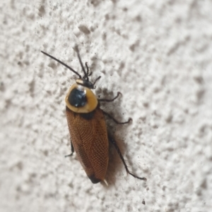 Ellipsidion australe at Turner, ACT - 23 Feb 2022 07:14 AM