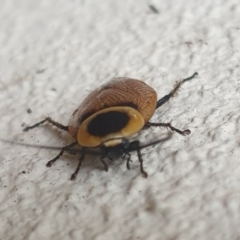 Ellipsidion australe at Turner, ACT - 23 Feb 2022 07:14 AM