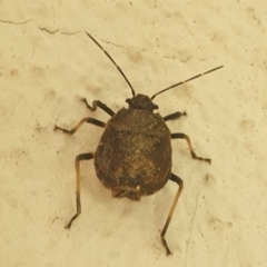 Heteroptera sp. (suborder) (Unidentified bug) at Turner, ACT - 22 Feb 2022 by LD12