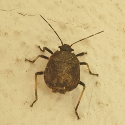 Heteroptera (suborder) (Unidentified True bug) at Turner, ACT - 22 Feb 2022 by LD12