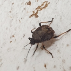 Platycoris rotundatus at Turner, ACT - 22 Feb 2022 12:30 PM