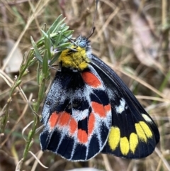 Delias harpalyce (Imperial Jezebel) at Wanniassa Hill - 22 Feb 2022 by RAllen