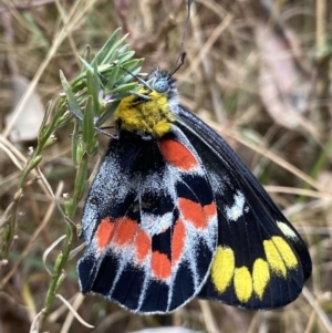 Delias harpalyce at Macarthur, ACT - 22 Feb 2022 11:31 AM