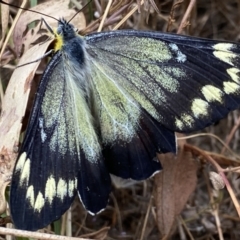 Delias harpalyce at Macarthur, ACT - 22 Feb 2022 11:31 AM