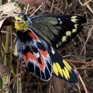 Delias harpalyce at Macarthur, ACT - 22 Feb 2022 11:31 AM