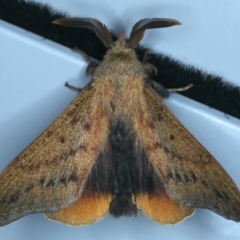Entometa guerinii (Guerin's Gum Snout Moth) at Thredbo, NSW - 19 Feb 2022 by jb2602