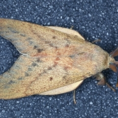 Entometa guerinii at Thredbo, NSW - 19 Feb 2022